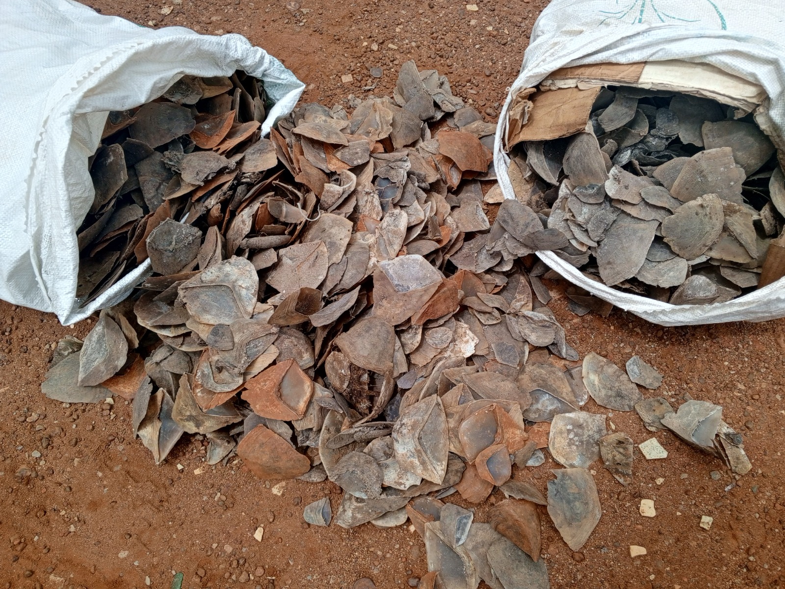 Endangered Species in Peril: Pangolin Trafficking Sparks Legal Action